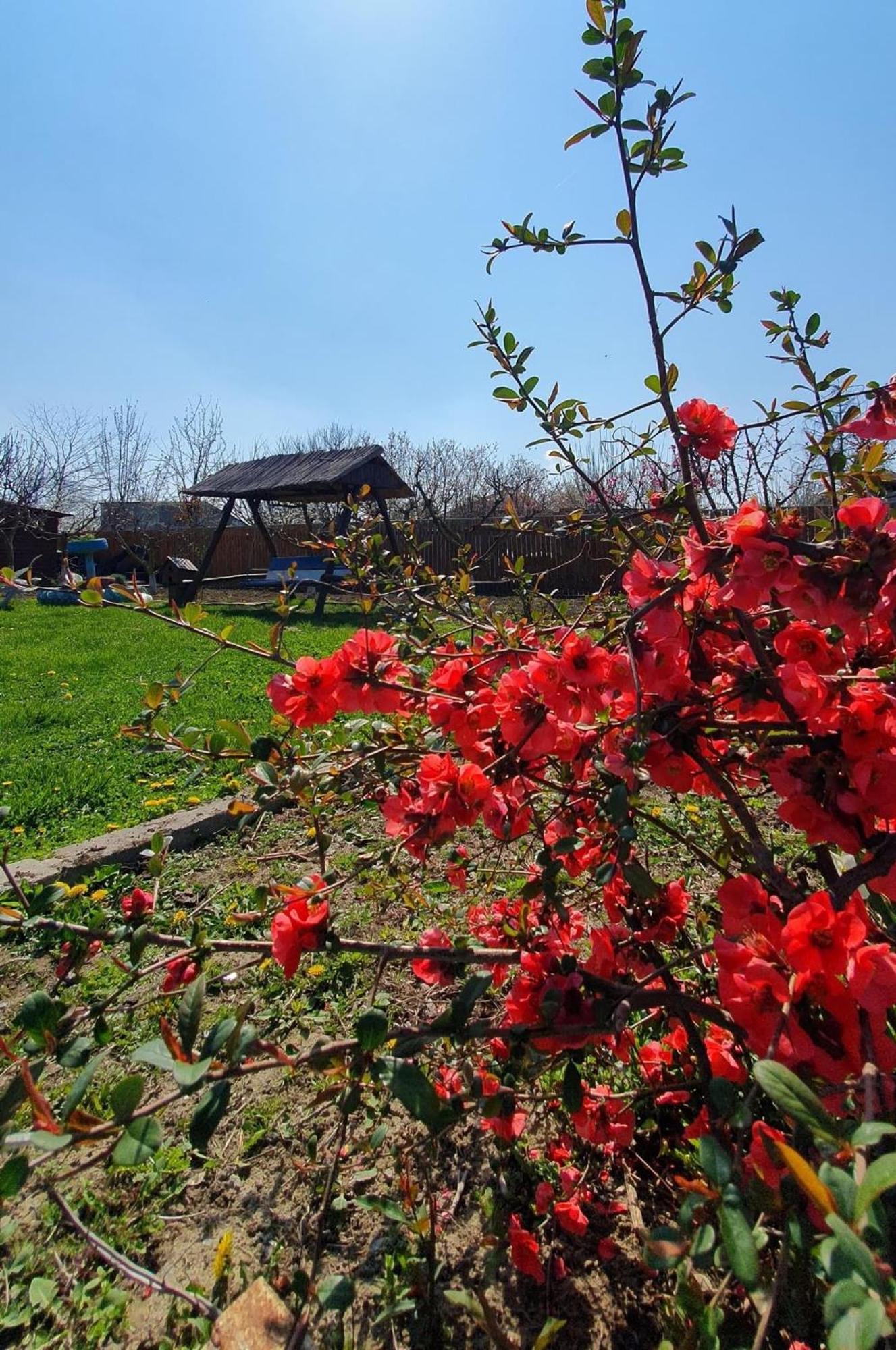 Partizanii Casa Marcone旅馆 外观 照片